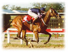 Caballo